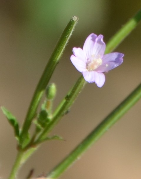 Erba ripariale? Epilobium sp.